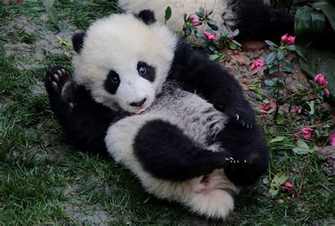 panda video  viral  keepers  chengdu accused  animal cruelty