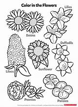 Coloring Flowers Kids Scholastic Pages Worksheets Chamomile Flower Print sketch template