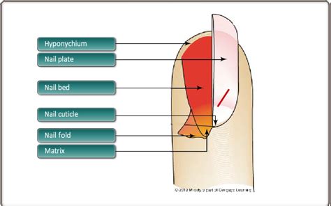 nail anatomy  nail parts diagram quizlet