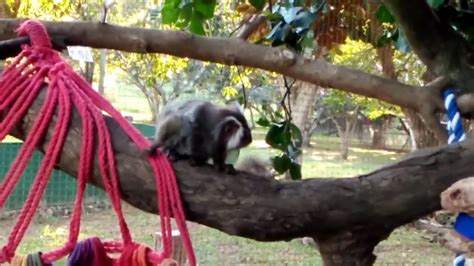 marmoset monkey enclosure youtube