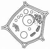 Pflanzenzelle Biologie Zelle Tierische Arbeitsblatt Zellen Kopiervorlage sketch template