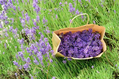 growing lavenders  seeds   tricky project   rate  seed