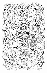 Coloring Bacteria Pages Virus Bakterien Kids Print Printable Color Ages Getcolorings Getdrawings Designlooter Poster Pinnwand Auswählen Uteer 16kb 1000 Flt sketch template