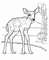 Deer Coloring Pages Animal Drawing Drawings Tailed Color Kids Printable Print Animals Wildlife Tail Mule Simple Female Colouring Wild Sheets sketch template