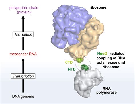 researchers study protein biosynthesis  bacteria