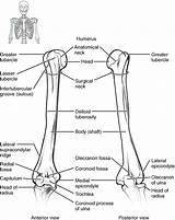 Humerus Radius Limb Elbow Physiology Limbs Posterior Labeled Ulna Forearm Labelled Lateral Anggota Gerak Atas Extremity Radiology Skeleton Articulates Tubercle sketch template
