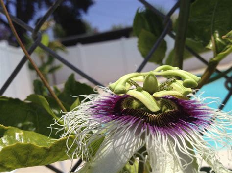 Passiflora Edulis – Frederick – Edible Purple Passion Fruit Plant