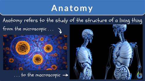 anatomy definition  examples biology  dictionary