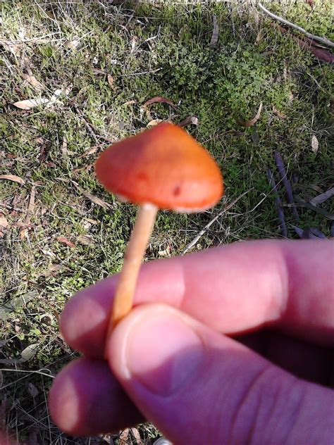 South Australia Mushroom Hunting