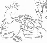 Coronary Artery Branch Infarction Location Meddean Lumen Luc Meded Edu Occlusion sketch template