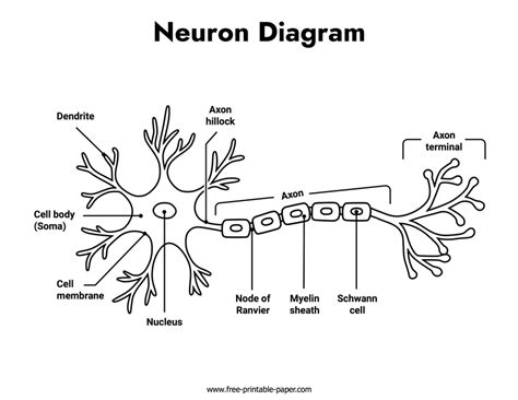 neuron diagram  printable papercom