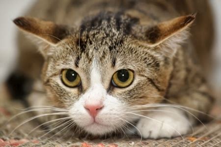 domestic shorthair cat cat breed review argos pet