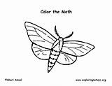 Moth Coloring Exploringnature sketch template