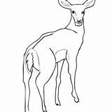 Coloring Getdrawings Antelope sketch template