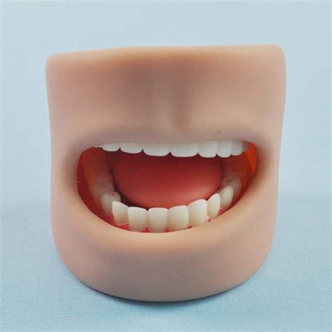 ahh plastic human teeth model