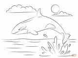 Coloring Orque Orca Orka Wasser Ausmalbild Wale Springt Killerwal Shamu Wal Ausmalen Kleurplaten Niedlicher Dibujos Malvorlagen Whales Supercoloring Kostenlos Ausdrucken sketch template