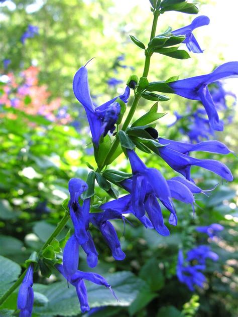 Salvia Black And Blue Tender Perennial Live Etsy