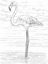 Flamingo Flamant Colorare Disegni Fenicottero Supercoloring Ausmalbild Disegnare Flamingos Gratuits Malvorlagen sketch template