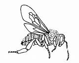 Coloring Pages Bee Honey Insect Outline sketch template