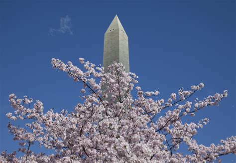 2016 National Cherry Blossom Festival Faq Wtop News