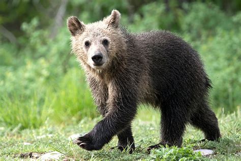 The Only Cub Of America’s Most Famous Grizzly Bear Was Just Killed By A