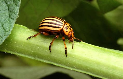 picture colorado potato beetle insect