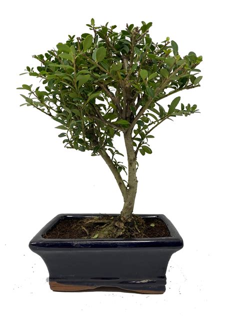 japanese holly ilex crenata broom style bonsai tree bonsaiu