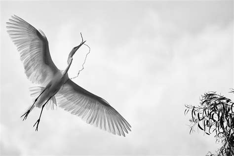 bird wings  gallery  flickr