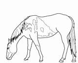 Mustang Grazing Pferde Ausdrucken Gratis sketch template