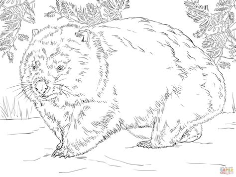 coloring pages mammals wombat