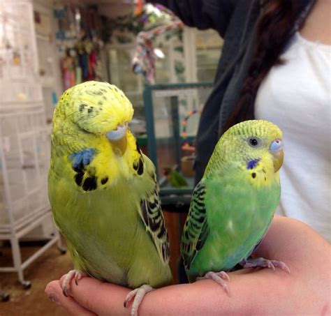 Parakeet And English Budgie Budgies Bird Budgies
