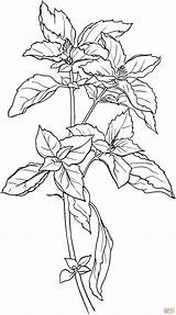 Basilico Herb Einzelne Schoene Colorear Plante Supercoloring Disegno Albahaca Basilikum Malvorlage Colouring Ausmalbild Zeichnen sketch template