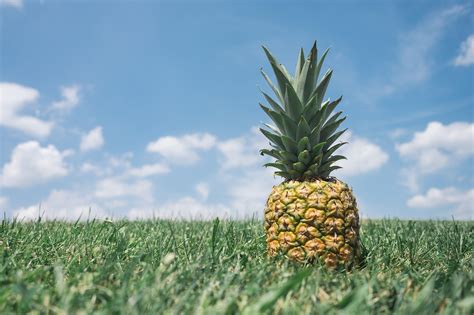 pineapples grow earthpedia earthcom