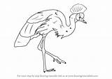 Crane Crowned Grey Draw Drawing Step sketch template