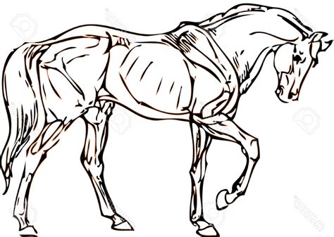 horse drawing easy    clipartmag