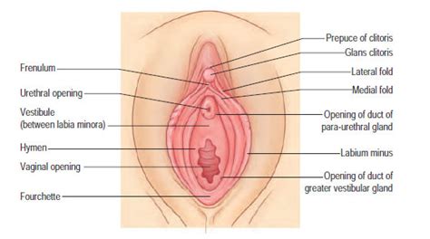 Swollen Vaginal Lips A Full List Of Causes And Treatment