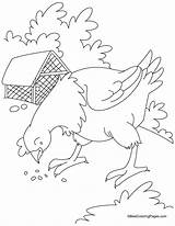 Hen Coloring Pages Red Little Grains Grain Give Gain Egg Kids Color Printable Bestcoloringpages Getcolorings Printables Getdrawings Popular Colorings sketch template