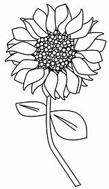 Girassol Sunflower sketch template