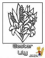 Coloring Easter Lily Luxurious Lilies Flower sketch template