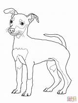 Coloring Pages Dog Pinscher Puppy Miniature Printable Doberman Rottweiler Dachshund Weimaraner Schnauzer Sheets Drawing Jack Colouring Mini Print Color Cute sketch template
