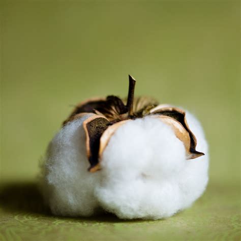barely south review cotton ball