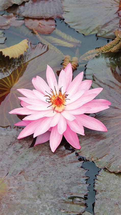 beautiful lotus flower wallpaper hd 69 image collections of wallpapers