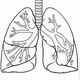 Humano Pulmones Lungs Organos Coração Anatomia Activities Imagen Respiratorio Respiratory Aparato Fisiologia Discovered Aparatos Patrones Bordado Digestivo Escolha Pasta sketch template