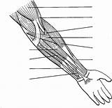 Muscles Leg Physiology Bulk sketch template