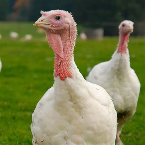 turkeys broad breasted white