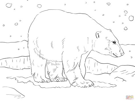 dibujo de oso polar adulto  colorear dibujos  colorear