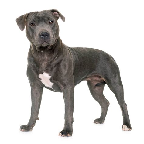 staffordshire bull terrier dog breed   staffies