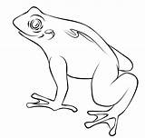 Frog Coloring Pages Template Printable Toad Frogs Drawing Easy Outline Simple Kids Print Cycle Tattoo Templates Life Pad Animal Cartoon sketch template
