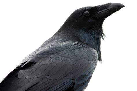 How To Tell A Raven From A Crow Audubon
