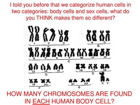Number Of Cells In Human Body Human Body Anatomy
